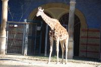 Imagine atasata: Zoo Berlin 0130.JPG